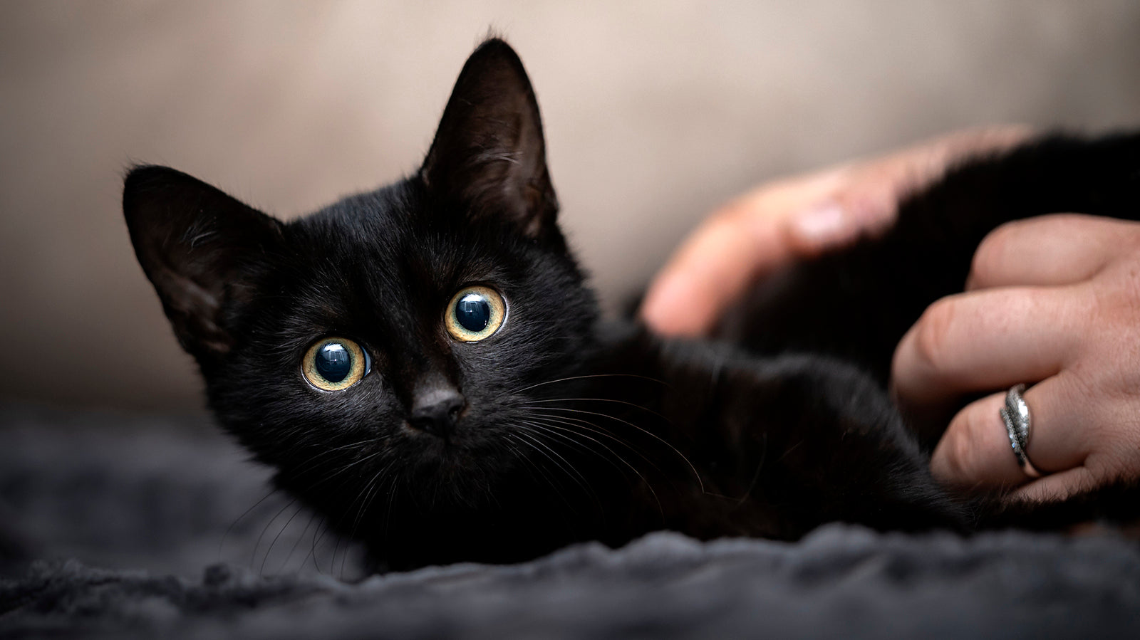 Black Cats: Mysterious Guardians of History & How they Enrich our Lives